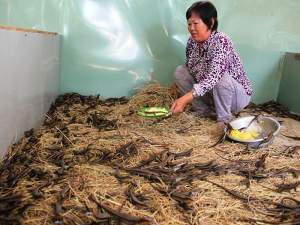 #3 kỹ thuật nuôi rắn mối giúp bà con nông dân thu được lợi nhuận cao