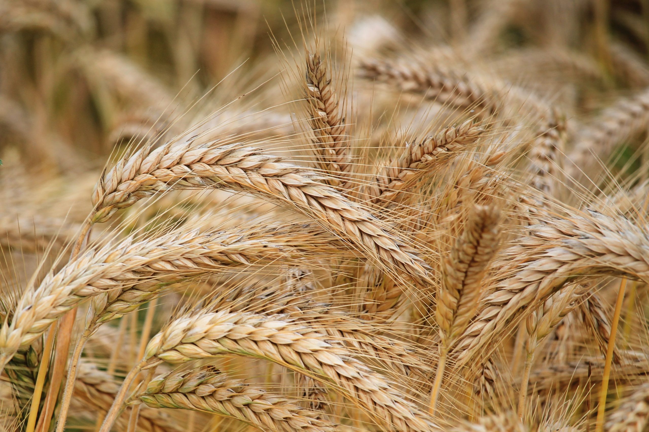 Australia đẩy mạnh xuất khẩu lúa mì ra thị trường quốc tế