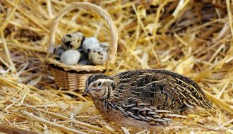 Bạn có ý định nuôi chim cút siêu trứng? Bài viết này dành cho bạn