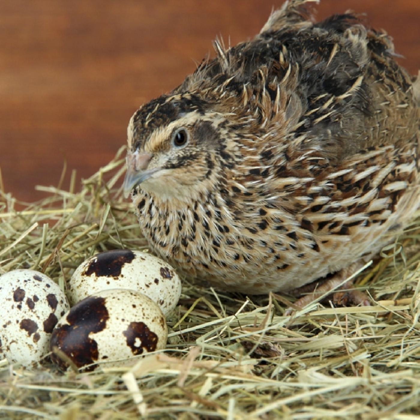Nuôi chim cút siêu trứng mang đến nhiều lợi nhuận nếu đầu tư đúng cách