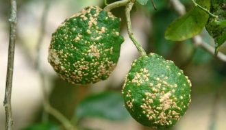 Bệnh ghẻ nhám: cách trị bệnh cho người trồng cam