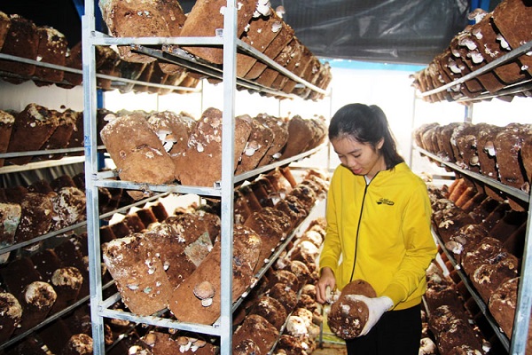 Phương pháp trồng nấm hương trên gỗ đạt được năng suất cao