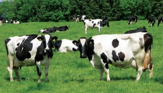 Bò sữa và những phương pháp phòng chống dịch bệnh mùa hè