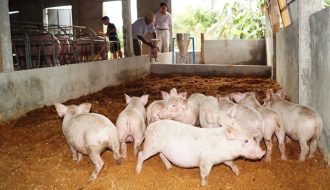 Bỏ túi cách nuôi lợn theo phương pháp hiện đại đệm lót sinh học