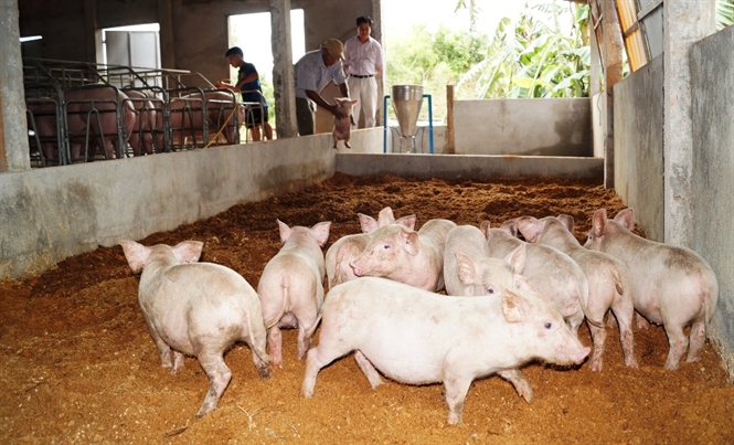 nuôi lợn theo phương pháp hiện đại đệm lót sinh học