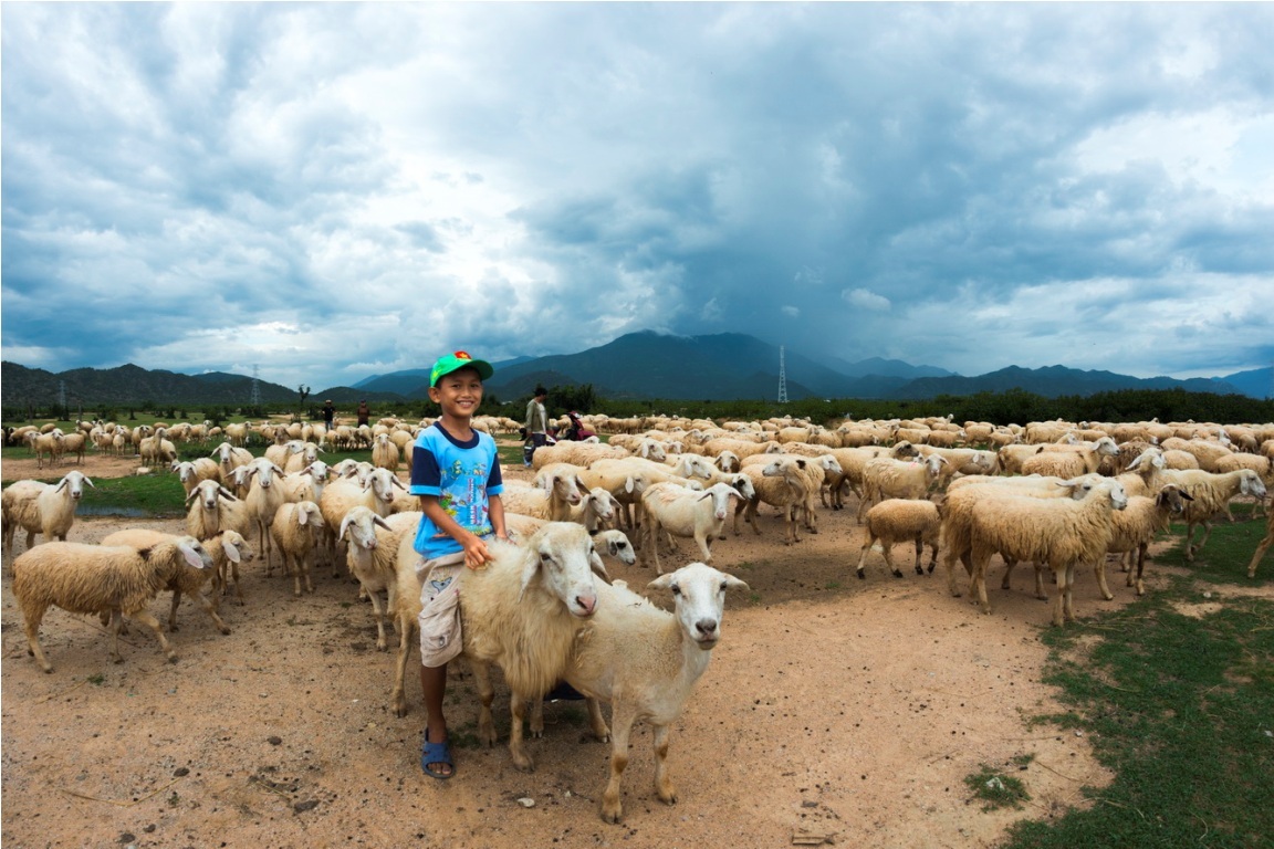 cừu lai Ninh Thuận được ưu tiên nhiều nhất