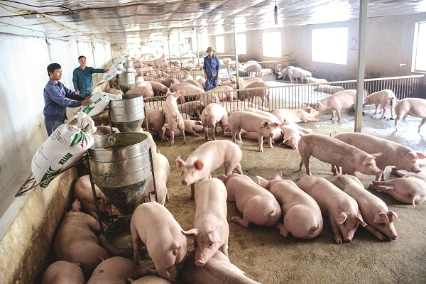 Phương pháp sinh học và tái đàn lợn góp phần giúp bà con nông dân đảm bảo an toàn trong chăn nuôi lợn