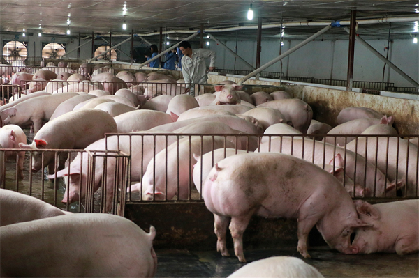 Phương pháp sinh học và tái đàn lợn góp phần giúp bà con nông dân đảm bảo an toàn trong chăn nuôi lợn 