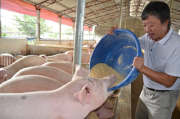 Phương pháp sinh học và tái đàn lợn góp phần giúp bà con nông dân đảm bảo an toàn trong chăn nuôi lợn 