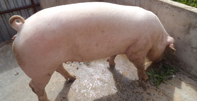 Ở điều kiện cơ bản, lợn nái thường có chữa vào khoảng 114 ngày đối với heo rạ