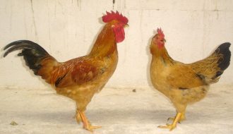 Chuyên gia chăn nuôi chia sẻ phương pháp nuôi gà ri
