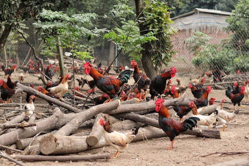 Người phụ nữ Thái nuôi gà thả vườn cho ăn rau ăn chuối bán vèo hết 4000  connăm
