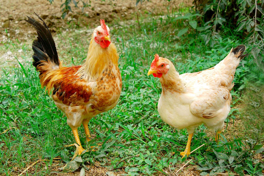 Chăn nuôi gà thịt thả vườn đạt năng suất cao