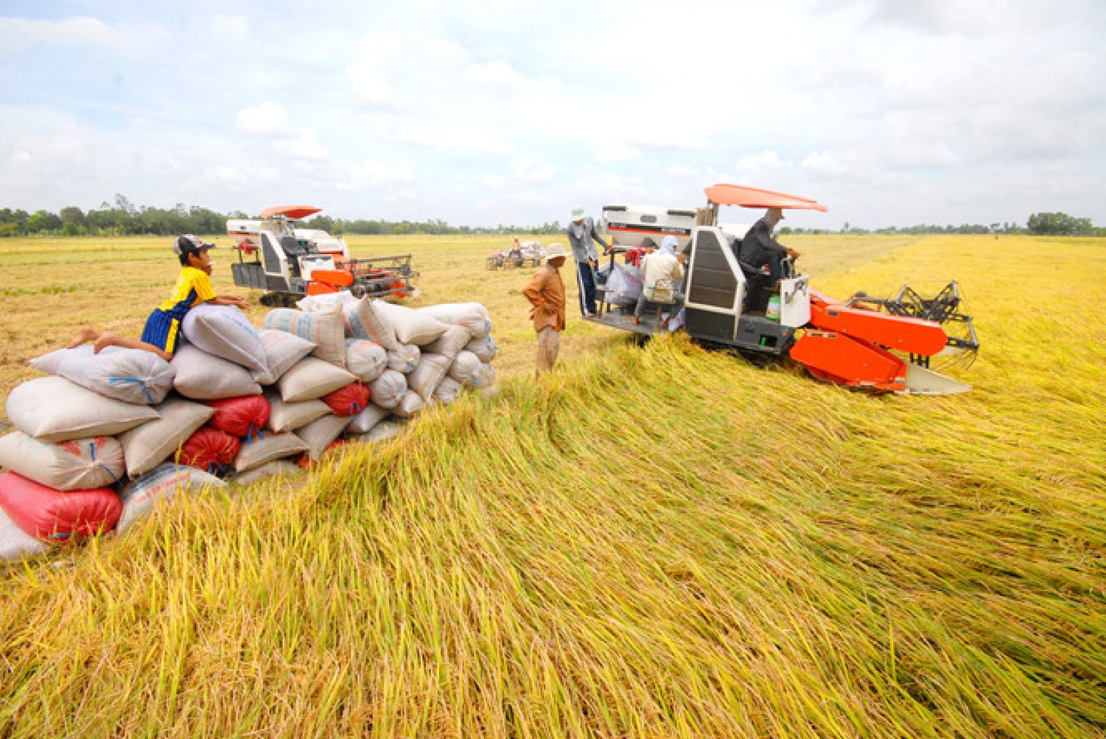 Gạo Việt Nam có tương lai vào thị trường khó tính châu Âu 2