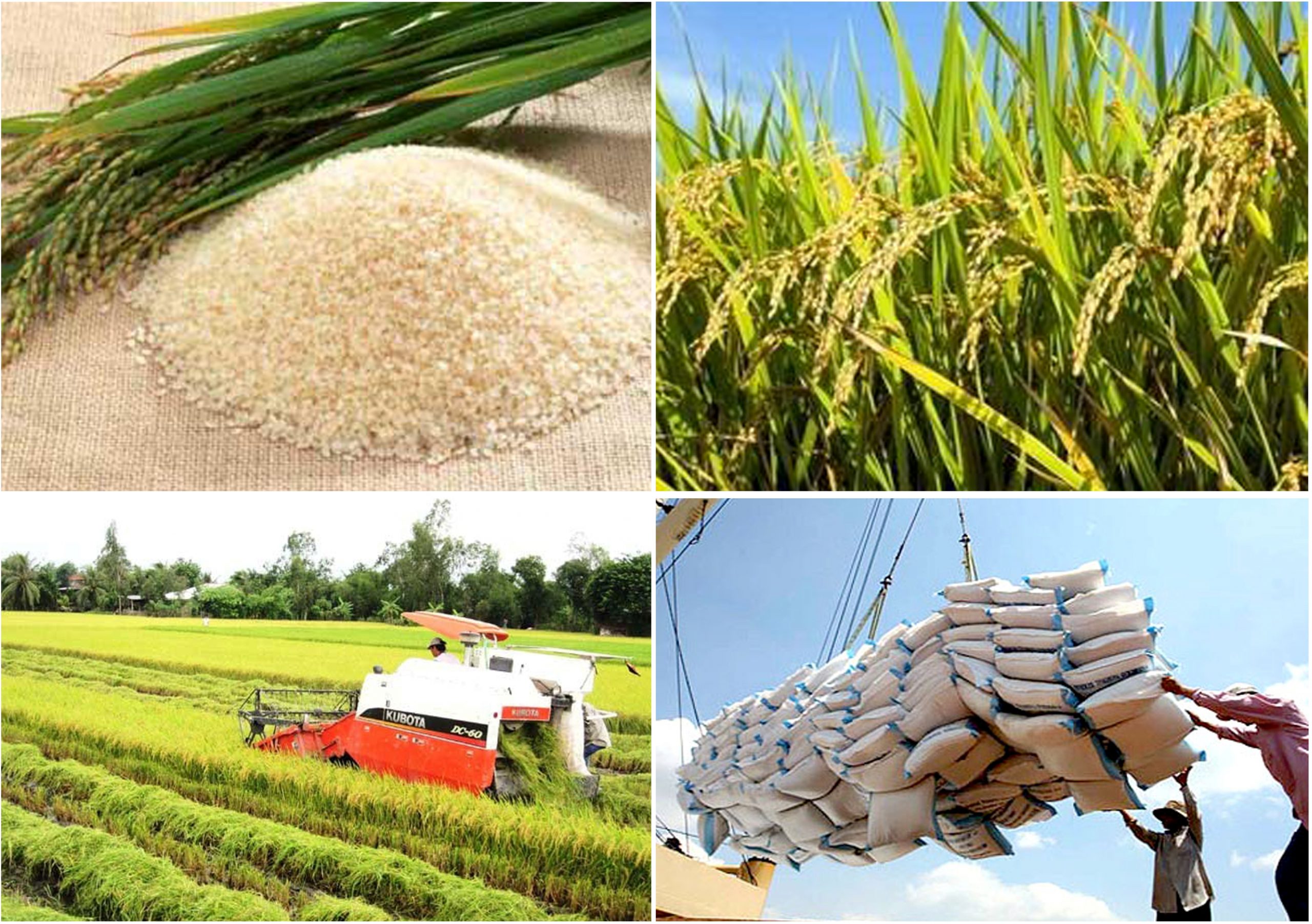 Gạo Việt Nam có tương lai vào thị trường khó tính châu Âu 1