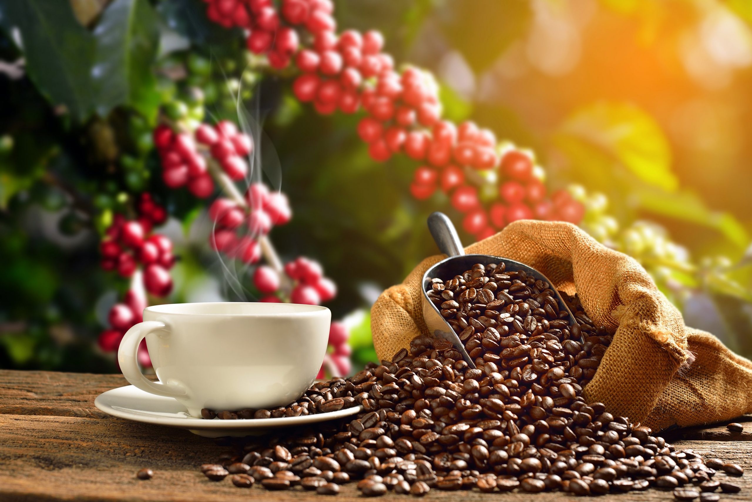 Hiếm thấy giá cà phê có 4 đợt tăng mạnh trong tuần