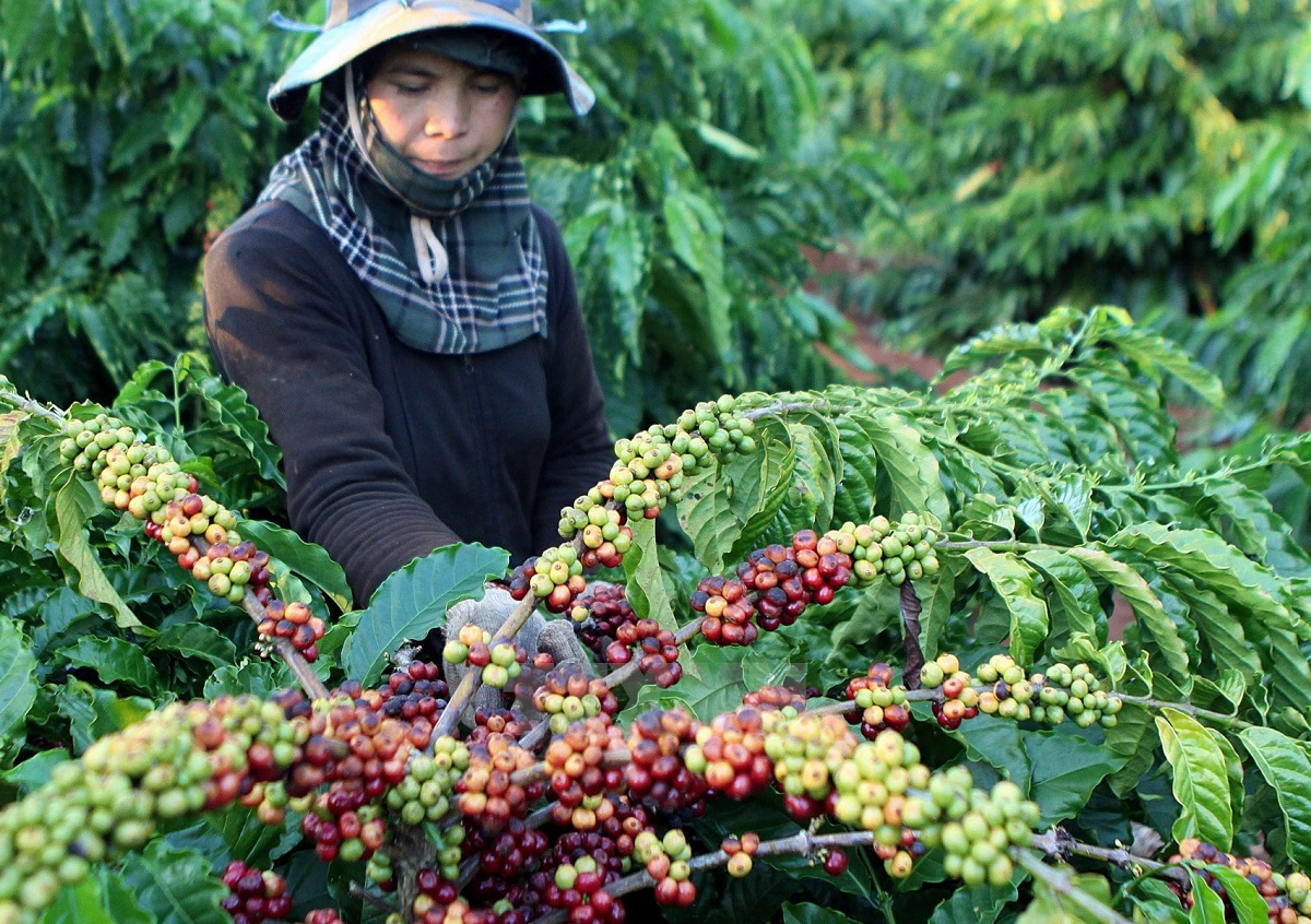 Dự báo giá cà phê xuất khẩu trong thời gian tới vẫn tăng