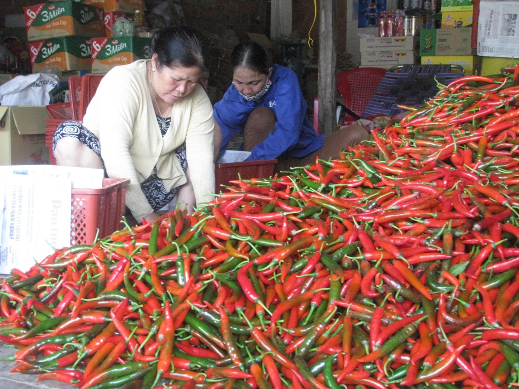 Nông dân ''trúng'' đậm vì giá ớt cay tăng cao kỷ lục dịp cuối năm