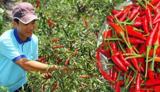 Giá ớt cay tăng cao bất ngờ giúp nông dân Bình Phước bội thu vụ Tết
