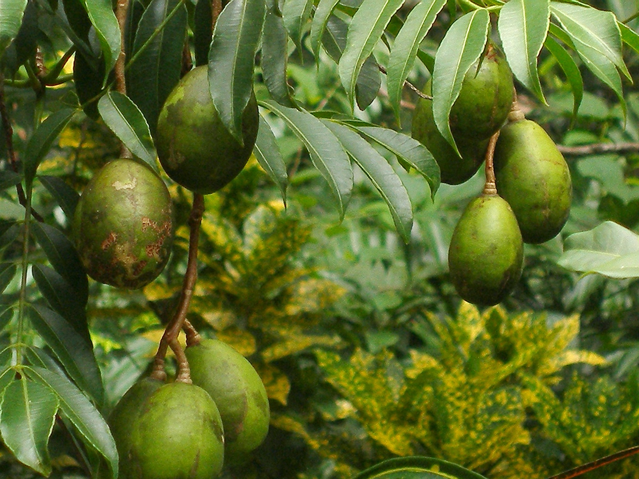 Hãy cùng tìm hiểu về loại trái cây đặc sản đất nước Indonesia