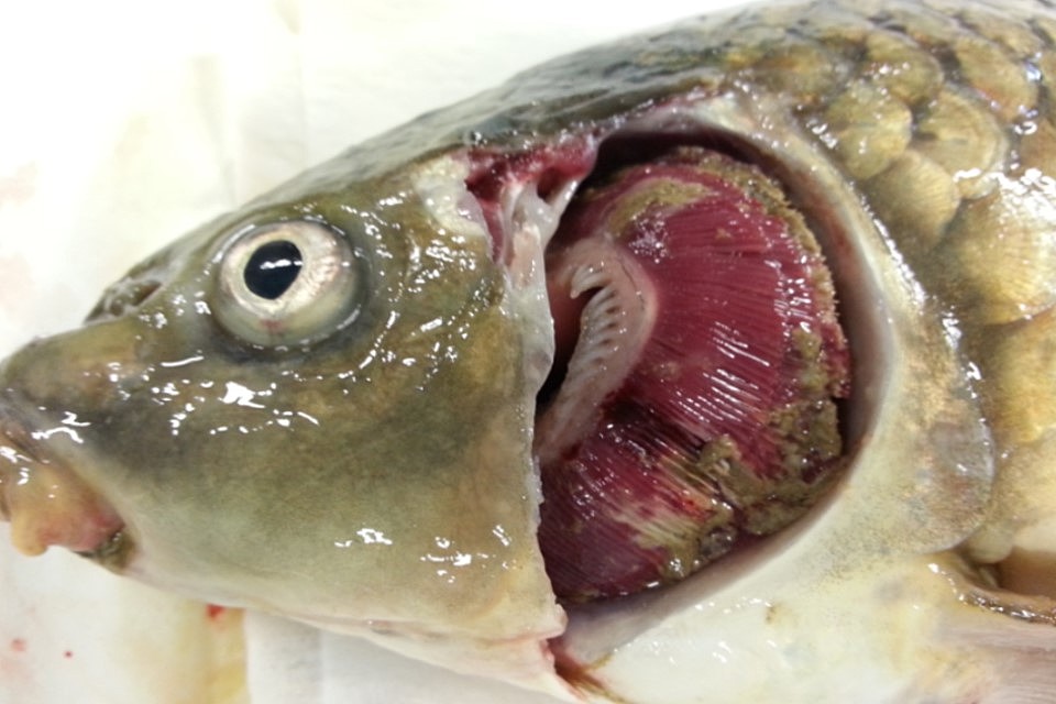 Bệnh KHV gây chết từ 80-100% trong quần đàn cá