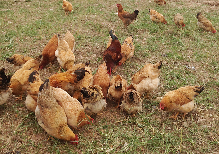 Nếu gà đang khỏe mạnh mà ăn hay uống phải đồ có mầm bệnh thì sẽ bị bệnh.