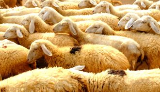Học ngay cách chăn nuôi cừu mang lại hiệu quả kinh tế tốt