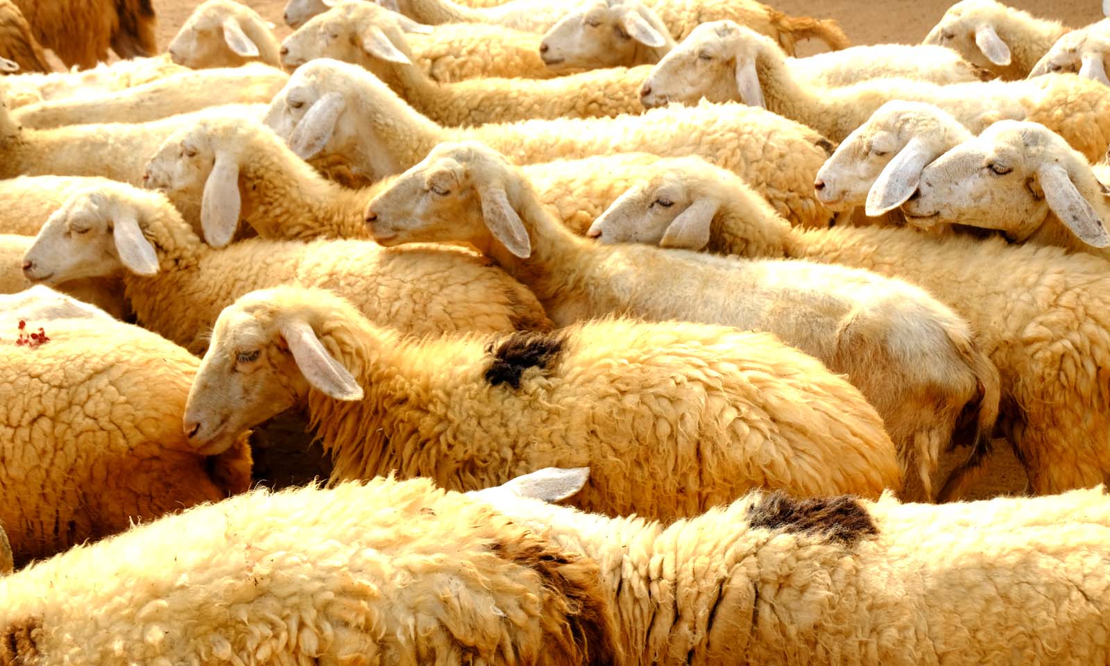 cách chăn nuôi cừu mang lại hiệu quả kinh tế tốt