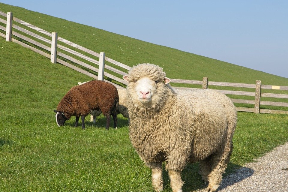Mỗi đối tượng cừu có cách chăm sóc khác nhau