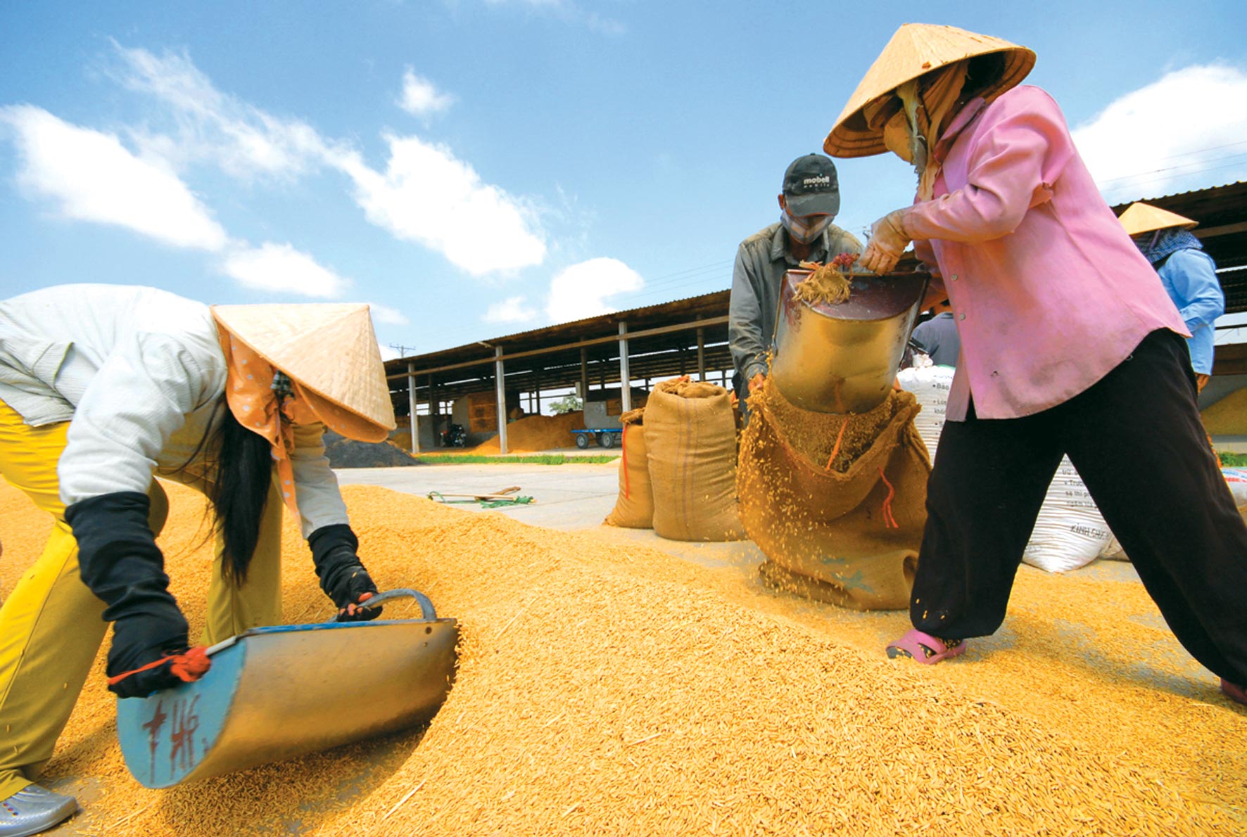 Hơn 200 thương nhân Việt Nam có đủ điều kiện xuất khẩu gạo 2