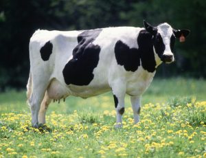 nuôi bò sữa được xem là khó nhất