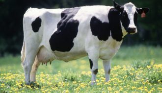 Hướng dẫn nuôi bò sữa vừa dễ làm, vừa hiệu quả