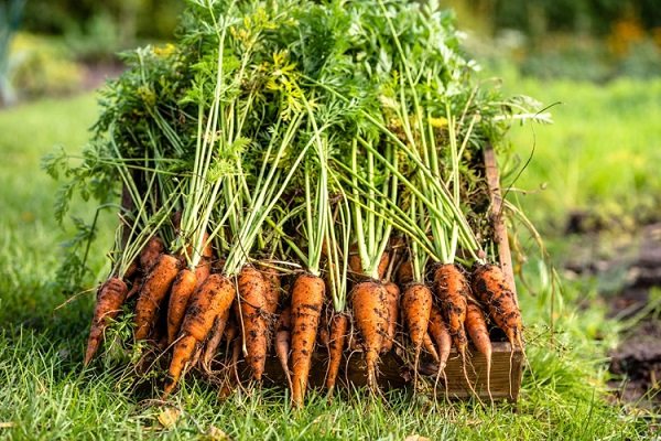 Kỹ thuật trồng cà rốt tại nhà siêu đơn giản và nhanh chóng