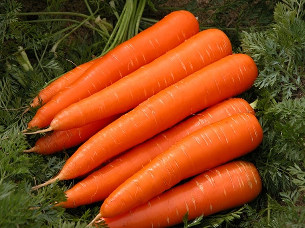 Phương pháp trồng cà rốt tại nhà siêu đơn giản và nhanh chóng 