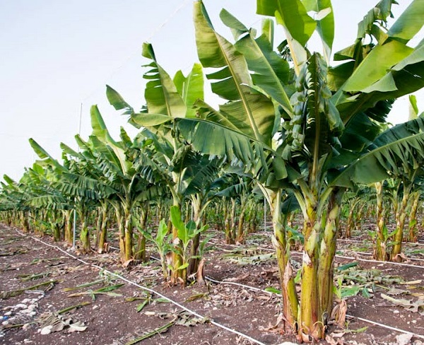 Kỹ thuật trồng cây chuối lùn đem lại năng suất cao cho bà con nông dân