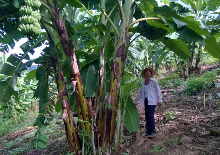 Kỹ thuật trồng cây chuối lùn đem lại năng suất cao cho bà con nông dân