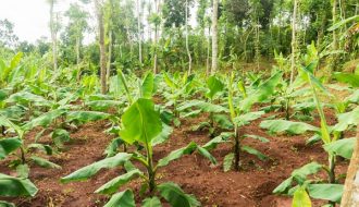 Hướng dẫn trồng cây chuối lùn đem lại năng suất cao cho bà con nông dân