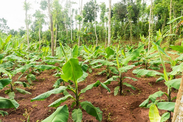 Phương pháp trồng cây chuối lùn đem lại năng suất cao cho bà con nông dân