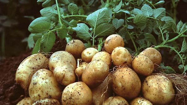 Phương pháp trồng khoai tây vụ đông đem lại thu nhập cao