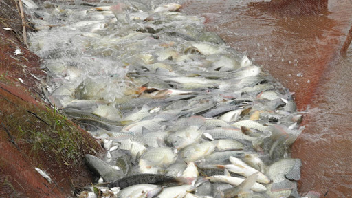 Cá nuôi ăn kém và chậm lớn sẽ dẫn tới năng suất nuôi thấp