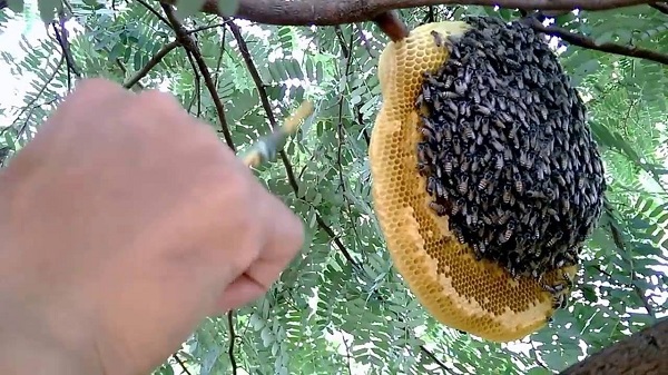Phương pháp bắt ong trong tự nhiên về chăn nuôi và nhân giống cho bà con nông dân