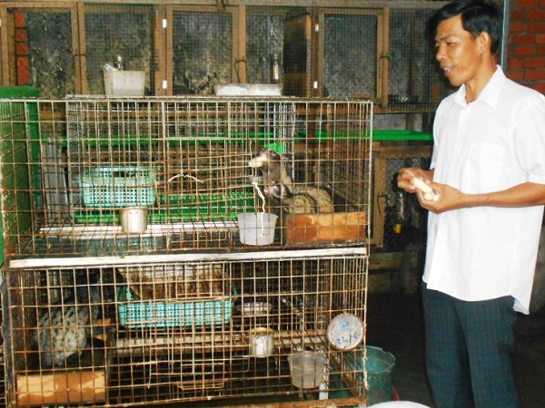 Phương pháp nuôi cầy hương đem lại thu nhập cao cho bà con nông dân