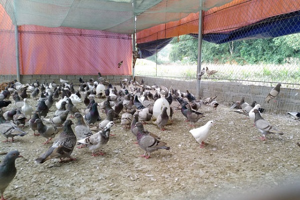 Phương pháp nuôi chim bồ câu giúp bà con nông dân giàu lên nhanh chóng