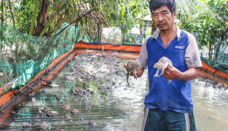 Kỹ thuật nuôi ếch trong lồng lưới dành cho bà con nông dân