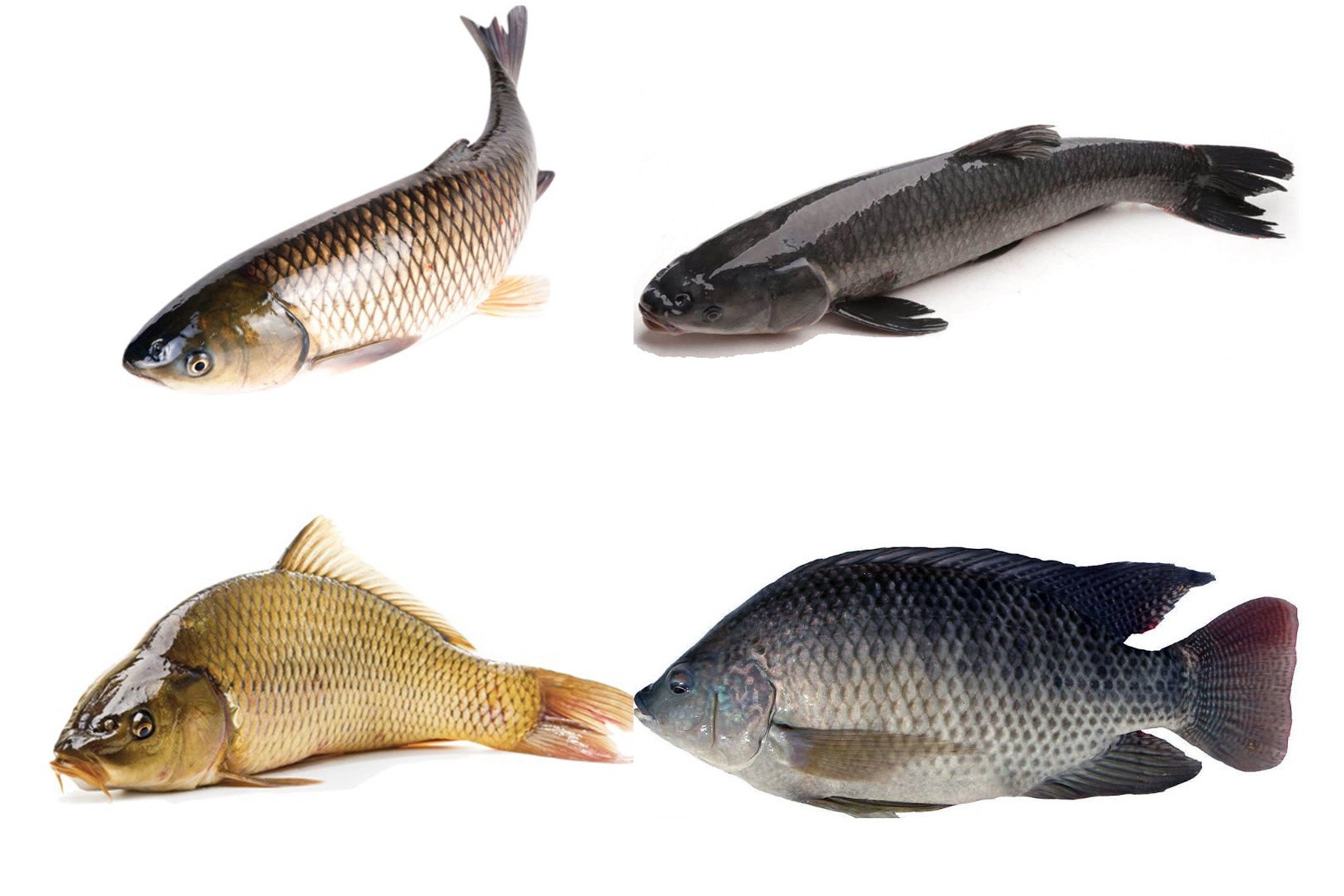Bệnh trùng mỏ neo nói riêng là bệnh thường gặp trên các loại cá nuôi