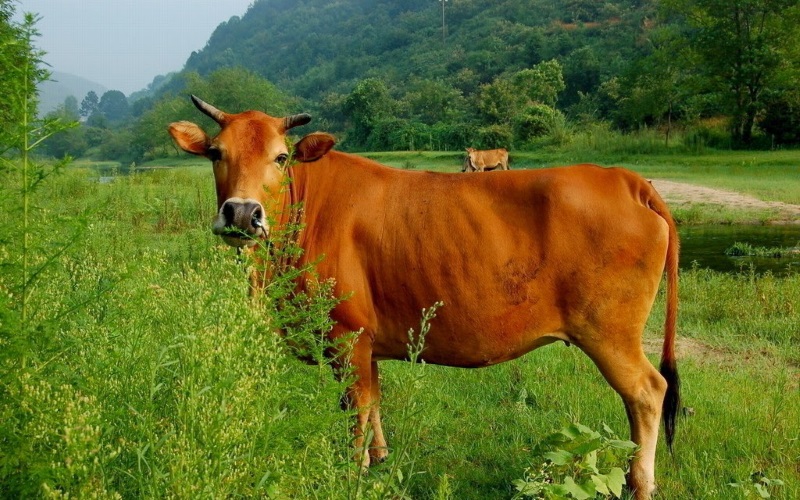 Những con bò thường xuyên bị rối loạn nội tiết đối mặt mới nguy cơ bệnh viêm tử cung nhiều nhất