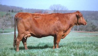Làm gì để tránh được bệnh viêm tử cung khi chăn nuôi bò, trâu?