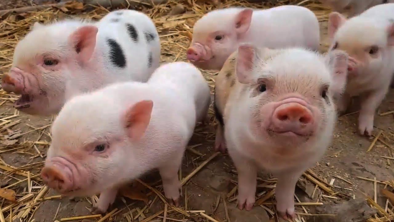 Việc nuôi lợn con cũng rất phức tạp