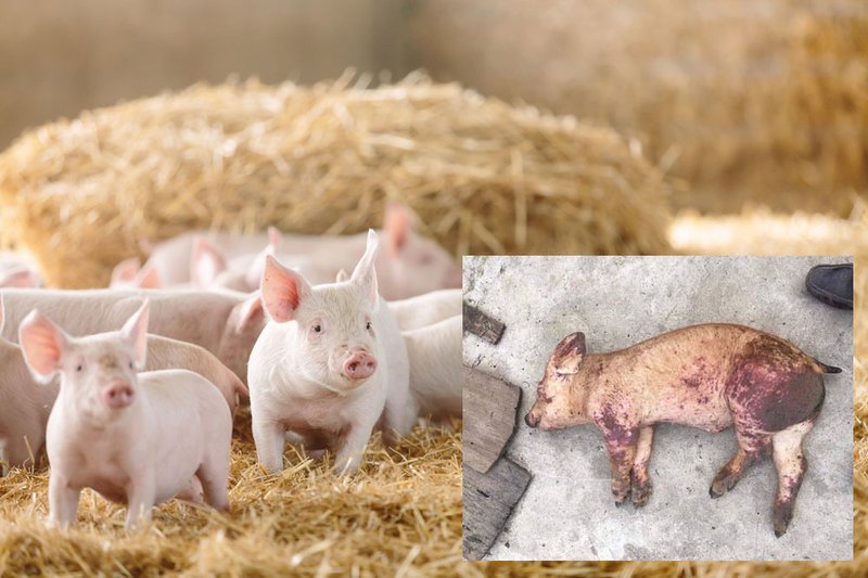 Bệnh dịch tả lợn có thể lây lan cực kỳ nhanh chóng bằng đường tiếp xúc trực tiếp và gián tiếp