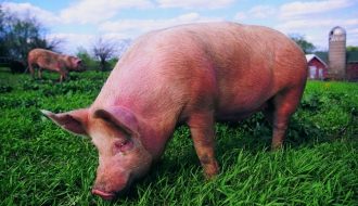 Làm thế nào khi mùa bệnh dịch tả lợn đang đến gần?